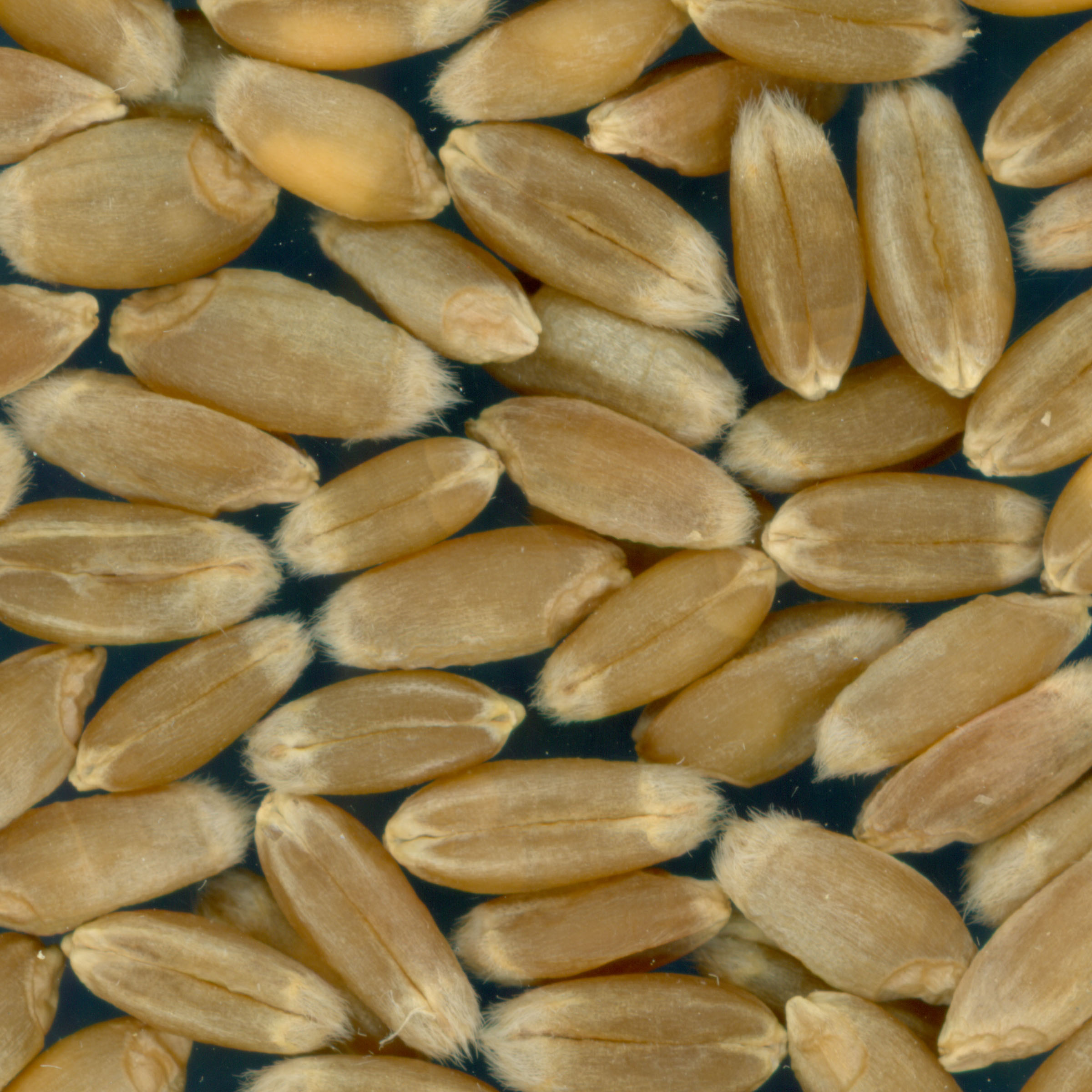 KERNELS